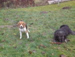 BEAGLE CASSY 5 MOIS - Beagle (5 mois)