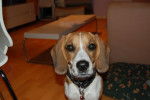 Beagle _ custy - Beagle