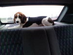 Beagle - Beagle