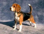 C&acirc;linette - Beagle (1 an)