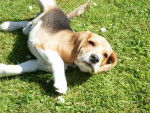 beagle Elliot - Beagle