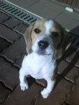 Beagle Dixie - Beagle