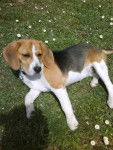 Beagle Dixie - Beagle
