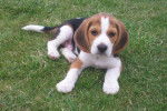BEAGLE - Beagle