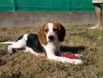 Beagle - Eightie - Beagle