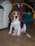 beagle - Beagle