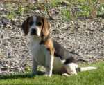 beagle gipsy - Beagle