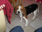beagle gipsy - Beagle