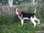 beagle gipsy - Beagle