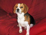 beagle gipsy - Beagle
