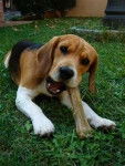 Bahia - Beagle (4 ans)