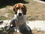 Freesbi 8 mois - Beagle (8 mois)