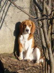 Cayenne 2 ans - Beagle (2 ans)