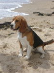 Photo cayenne beagle de 2 ans - Beagle (2 ans)