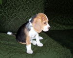 Winnie, chiot beagle - Beagle