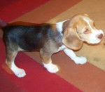 Chiot Beagle : Winnie - Beagle