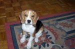 Chiot Beagle : Winnie - Beagle