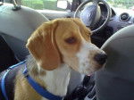 Winnie beagle femelle 8 mois - Beagle (8 mois)