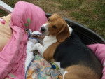 Freesbi 2 ans et demi - Beagle (2 ans et demi)