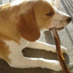 Photo de Beagle : D'jo - Beagle