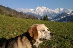 canelle - Beagle (10 ans)