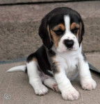 Falcome - Beagle M&acirc;le (1 an)