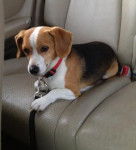 Copper DiPhillipo - Beagle M&acirc;le (4 mois)