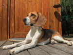 Le Beagle - Beagle