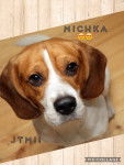 Mischka - Beagle (10 mois)