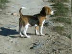 Samira (3 mois) - Beagle
