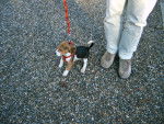 Samira (2 mois) - Beagle
