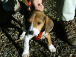 Samira (2 mois) - Beagle