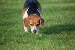 Photo Beagle