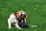 Photo Beagle