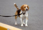 Photo Beagle
