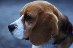 Photo Beagle