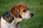 Photo Beagle