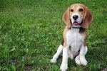 Photo Beagle