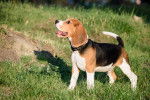 Photo Beagle