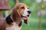 Photo Beagle