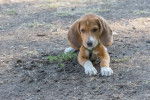 Photo Beagle
