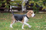 Photo Beagle
