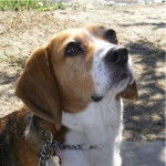 Jack - Beagle M&acirc;le (6 mois)