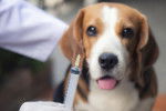 Un Beagle qui s'appr&ecirc;te &agrave; &ecirc;tre vaccin&eacute;