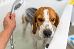 Un Beagle en train de prendre un bain