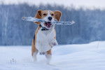 Photo Beagle