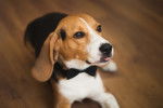 Un Beagle avec un noeud papillon noir