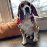 Un Bagle Hound au pelage bicolore assis sur une table et portant un foulard autour du cou