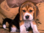 Skipe - Beagle (10 mois)