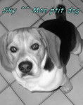 Sky ^^ - Beagle M&acirc;le (1 an)